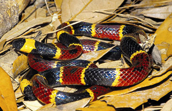 Coral snake with red, black, and yellow bands slithering on dry leaves.