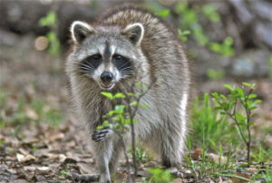 Raccoon removal from attics, roof and yards. Raccoon removal from attics, roof and yards.