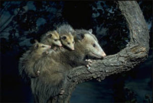 Possum Trapping and Removal Services in Florida