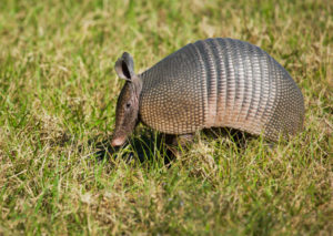 armadillo removal experts