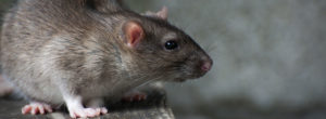 Mouse and Rat removal from your home and yard - error 404