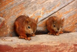 remove baby squirrels from attic