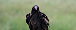 Vulture and Bird Removal