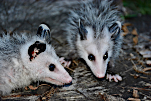 opossum trapping and removal