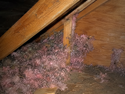 Signs you have a rat infestation include damaged insulation in your attic